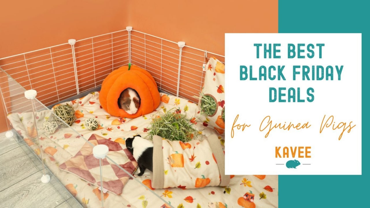 Best Black Friday Deals for Guinea Pigs