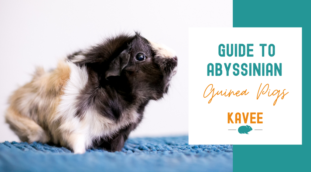 The Best Guide to Abyssinian Guinea Pigs Kavee