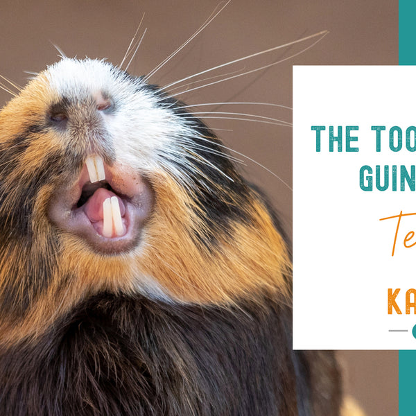 Guinea pig toothbrush best sale