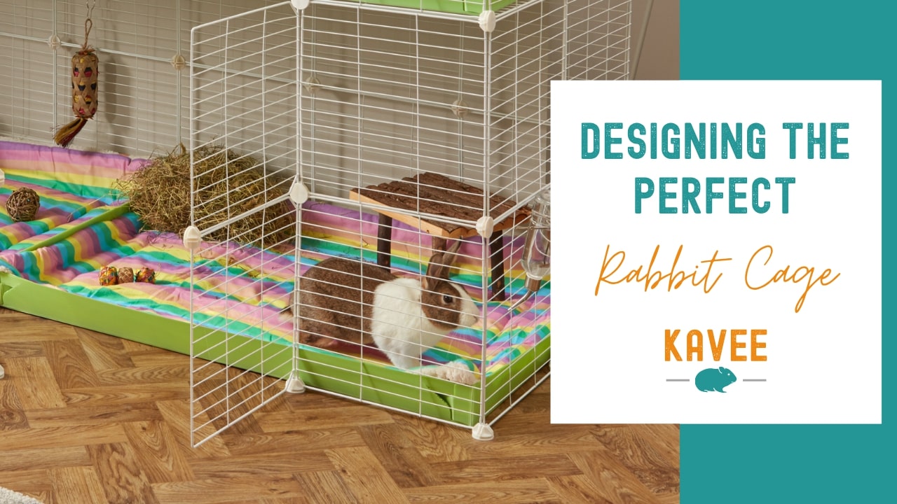 Designing the perfect environment for rabbit cages