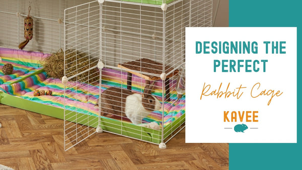 Designing the perfect environment for rabbit cages