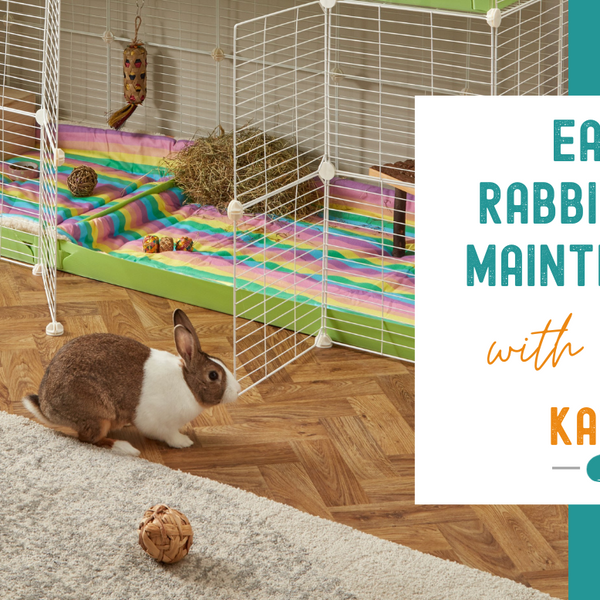 Making Rabbit Cage Maintenance Easier with Kavee Cages