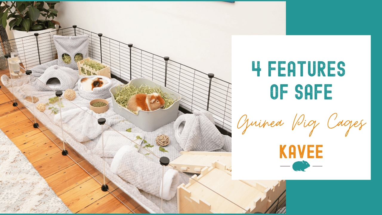 Features of safe guinea pig cages