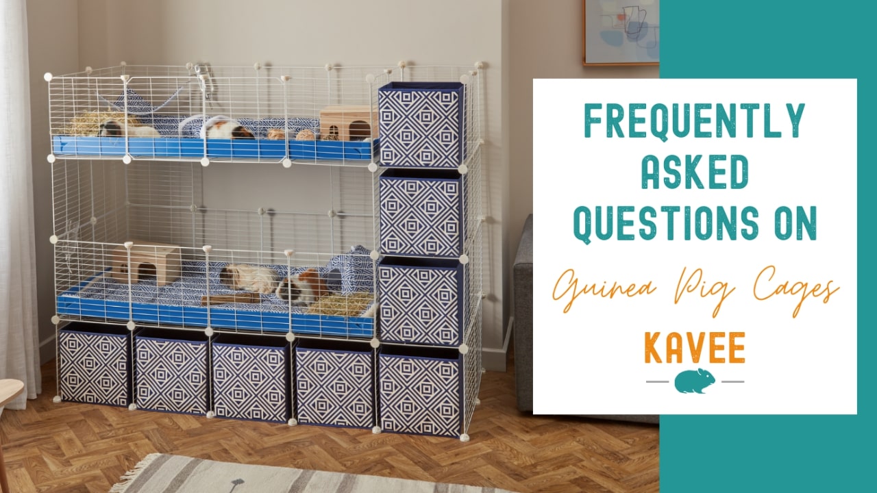 Indoor Guinea Pig Cages FAQs Indoor Guinea Pig Cages FAQs