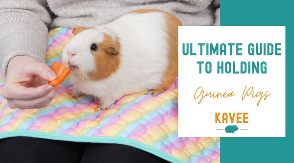 The Ultimate Guide to Holding Guinea Pigs