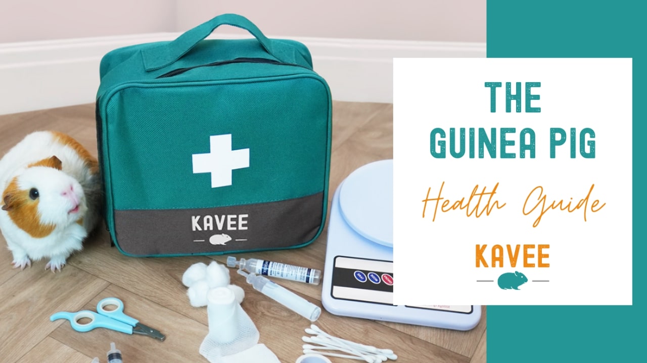 The guinea pig health guide