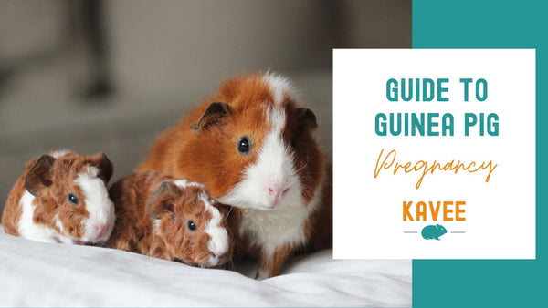 Guinea pig mommy with guinea pig pups