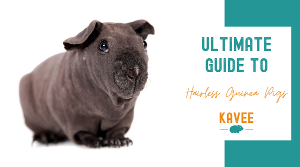 Guide to hairless guinea pigs