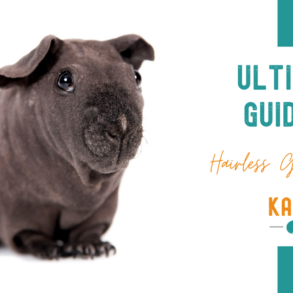 Adoptions Male Hairless Guinea Pig Himalayan Guinea Pig Life Span