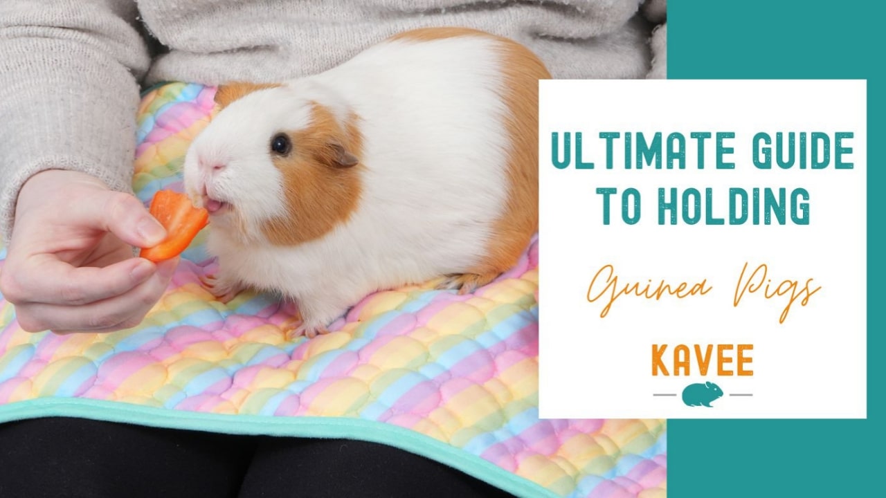 The Ultimate Guide to Holding Guinea Pigs The Ultimate Guide to Holding Guinea Pigs