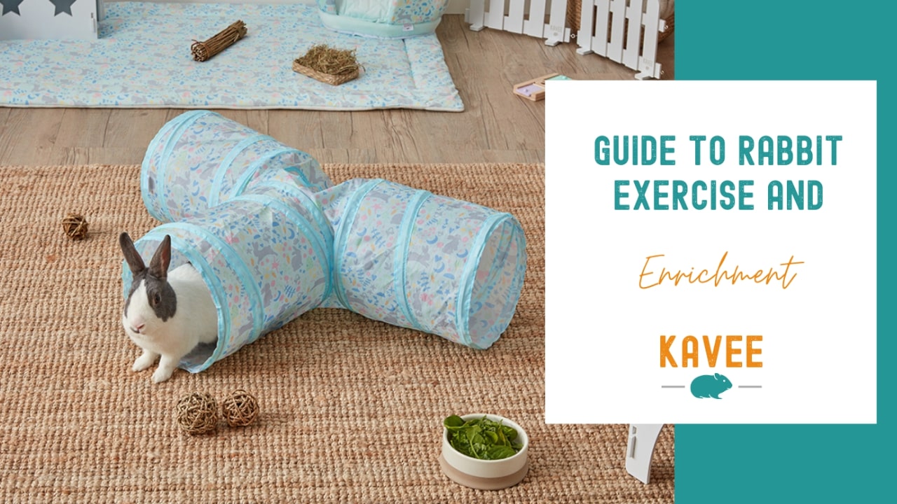 Guide to Rabbit Exercise and Enrichment