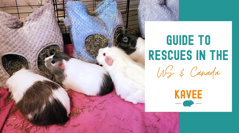 Guide to rescues in the US and Canada