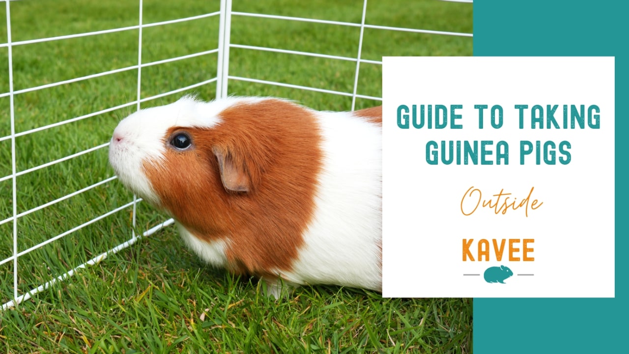 How to take guinea pigs outside