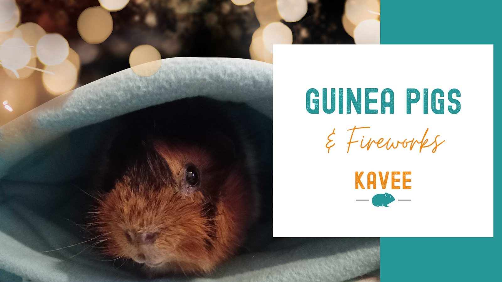 Ins-pyro-tion To Keep Guinea Pigs Safe During Firework Season