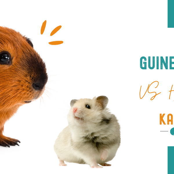 Guinea pig or shops hamster for child