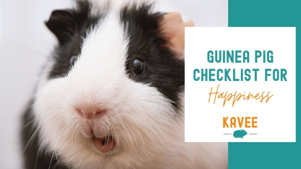 Guinea pig happiness checklist