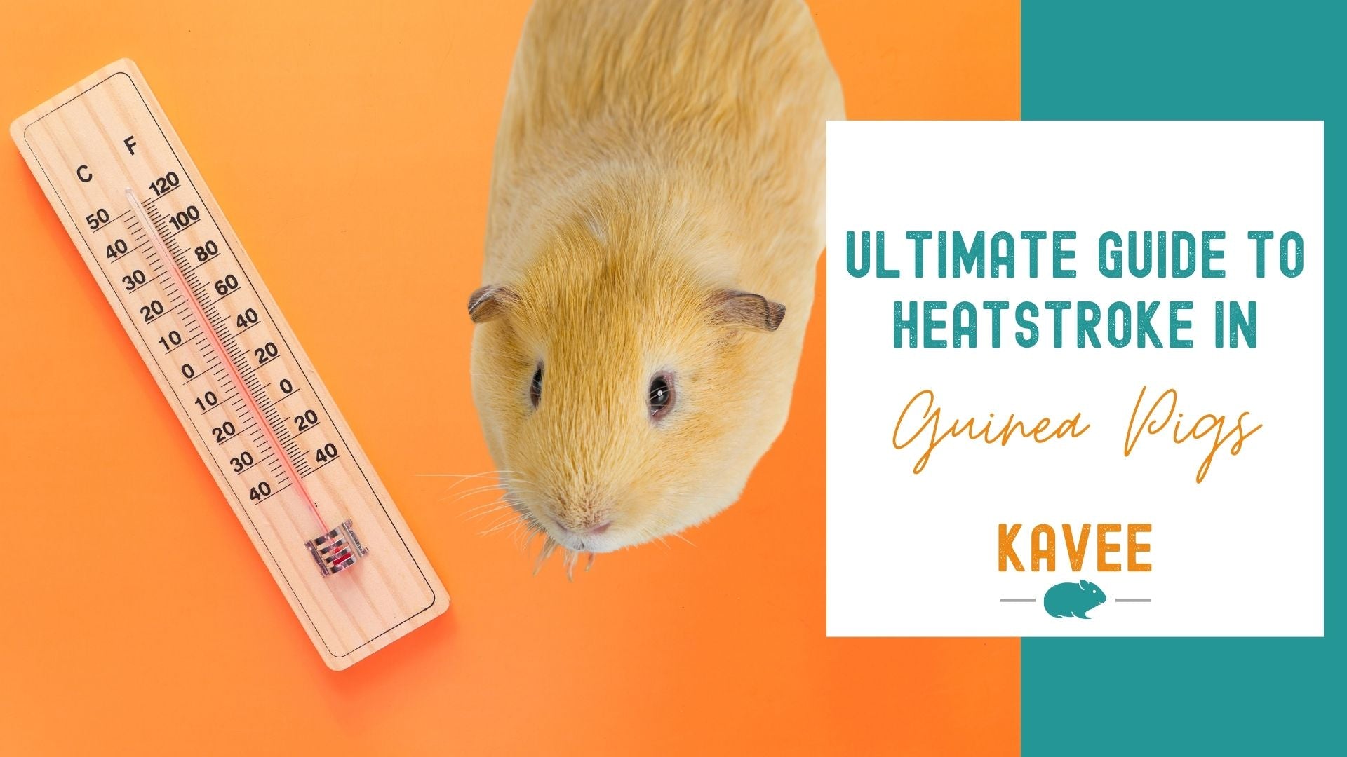 The Ultimate Guide to Heatstroke in Guinea Pigs