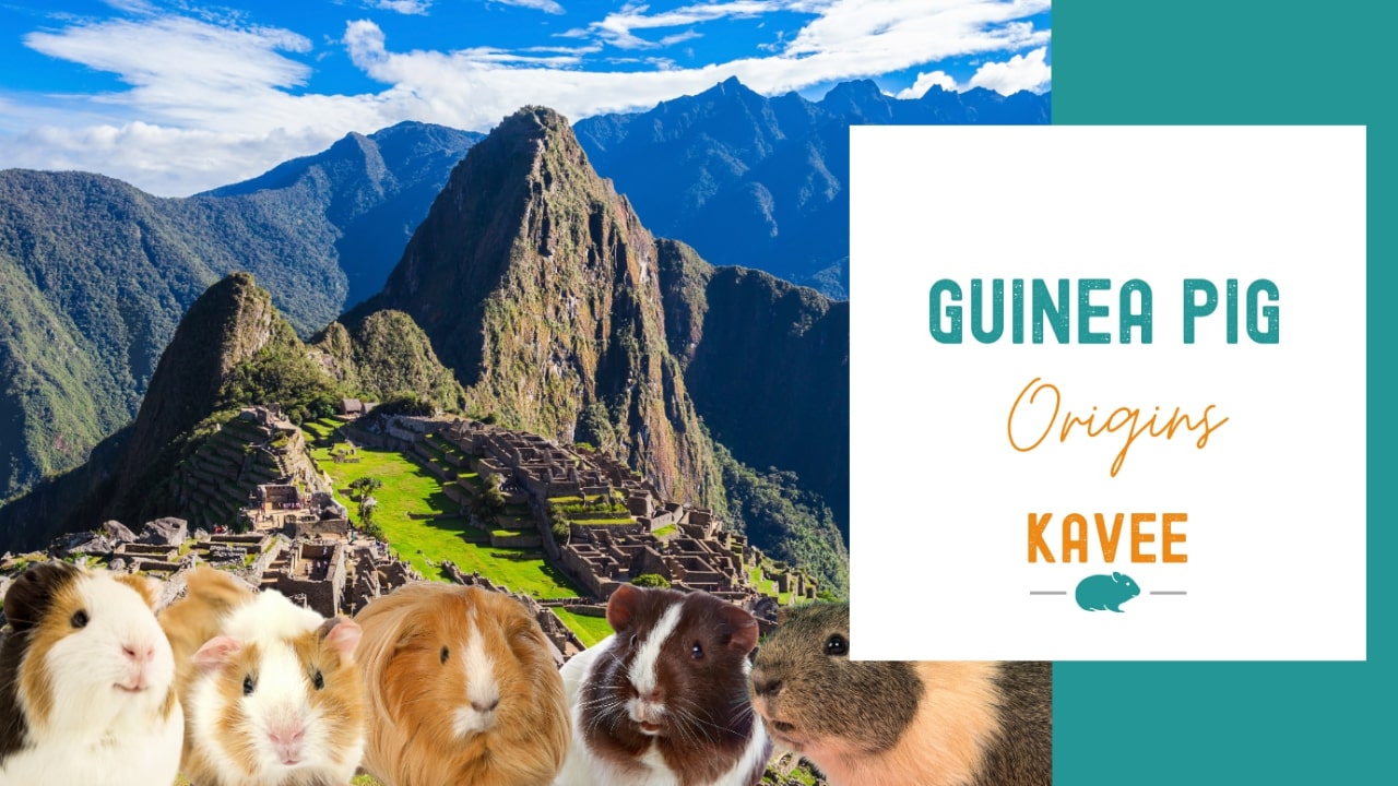Where do Guinea Pigs Come From? (and Their History) Where do Guinea Pigs Come From? (and Their History)