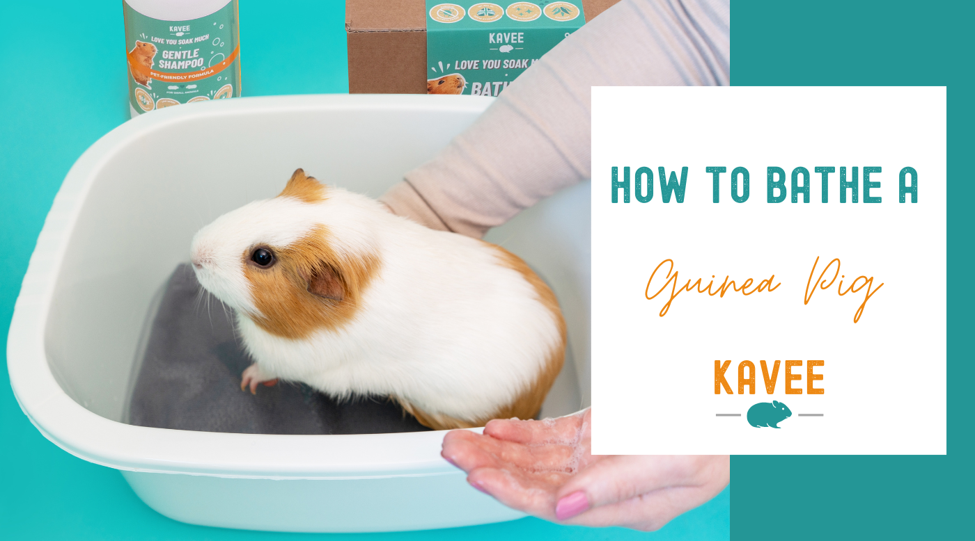 How to Bathe a Guinea Pig: Step-by-Step Guide How to Bathe a Guinea Pig: Step-by-Step Guide