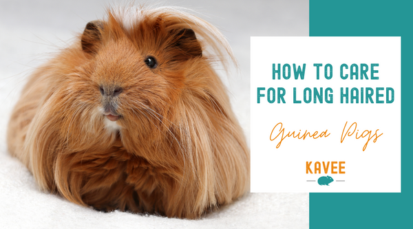 The Ultimate Guide to Caring for Long-Haired Guinea Pigs