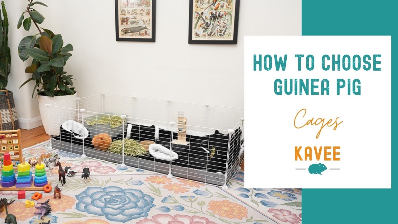 How to choose guinea pig cages
