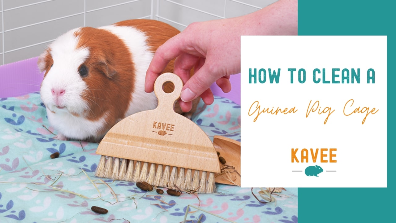 How to clean a guinea pig cage