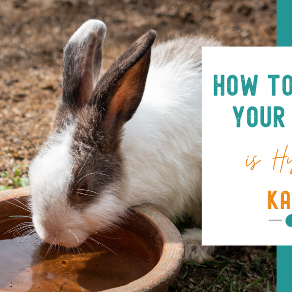 Water for Rabbits How to Ensure Your Bunny is Hydrated