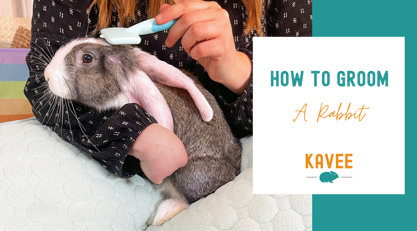 Rabbit Grooming 101: Brushing, Nail Trimming, and More
