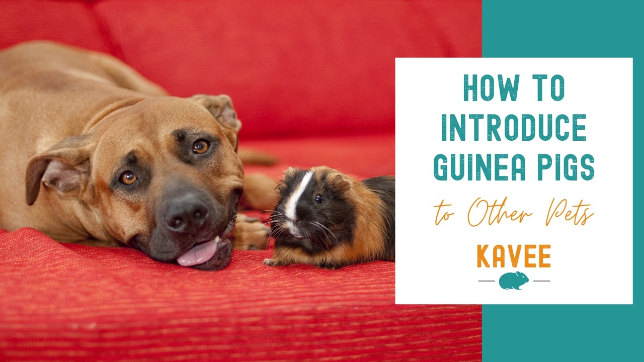 How to introduce dogs and cats to guinea pigs
