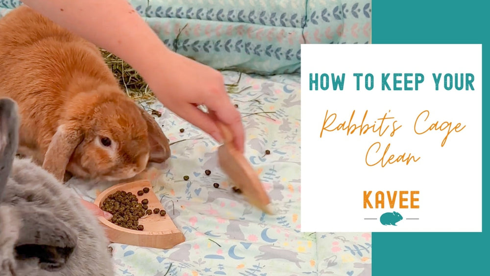 Clean Home, Happy Rabbit: Keeping Your Rabbit's Cage Spotless