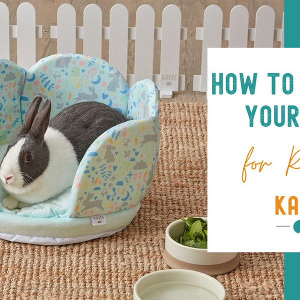 Preparing Your Home for a Rabbit Safety Tips and Considerations