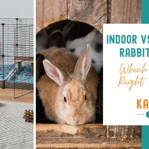 Indoor vs Outdoor Rabbit Cages Which One Is Right for You