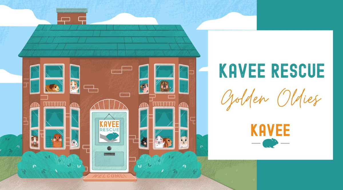 The Kavee Rescue’s Golden Oldies | Guinea Pig Rescue Center