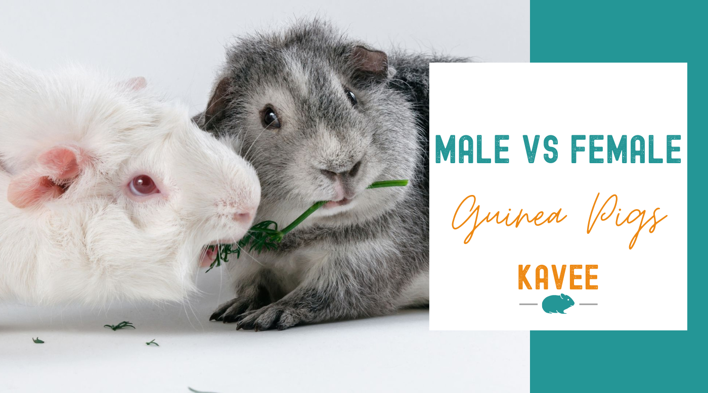 The Differences Between Male and Female Guinea Pigs The Differences Between Male and Female Guinea Pigs