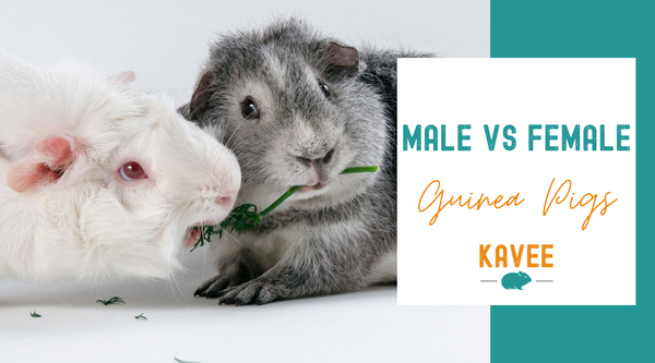 Male vs female guinea pigs