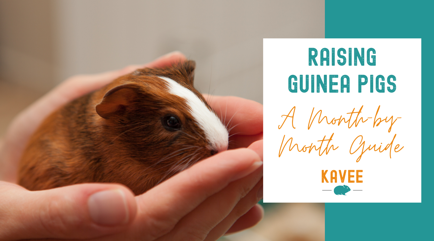 Raising Guinea Pigs: A Month-by-Month Guide Raising Guinea Pigs: A Month-by-Month Guide