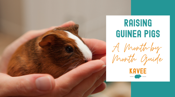 Month by month guide to raising guinea pigs