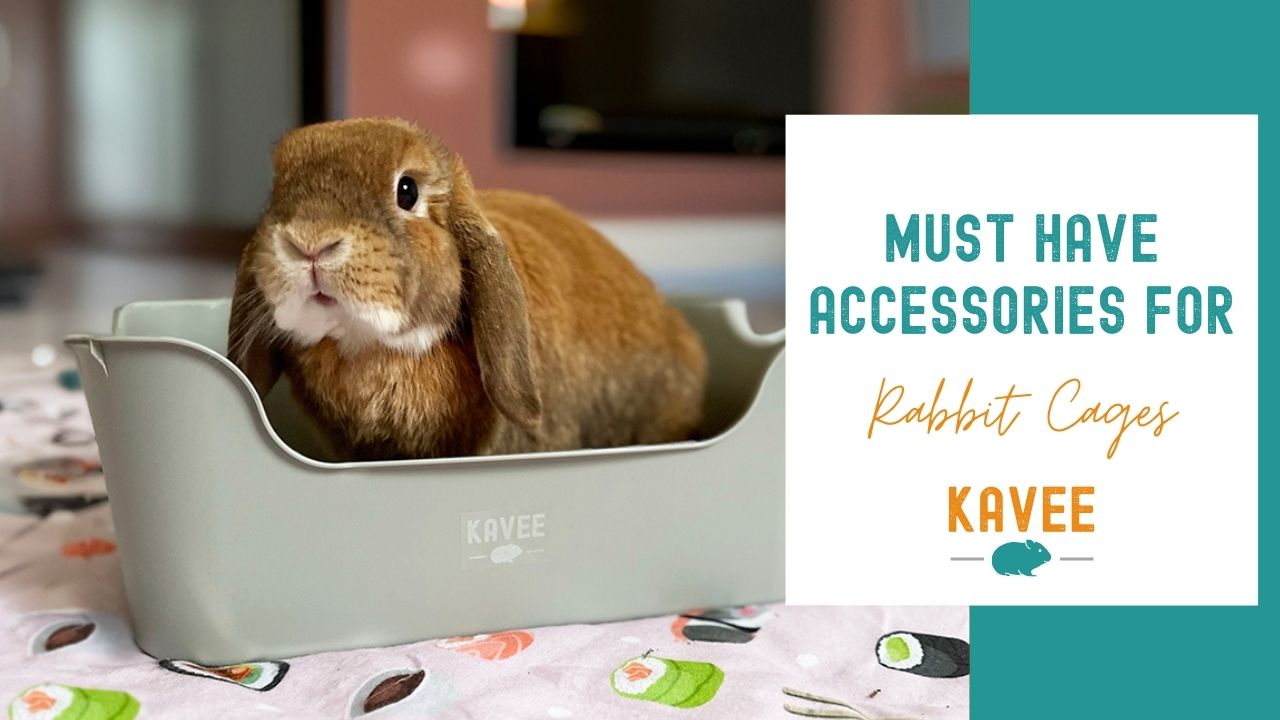 Must have accessories for rabbit cages