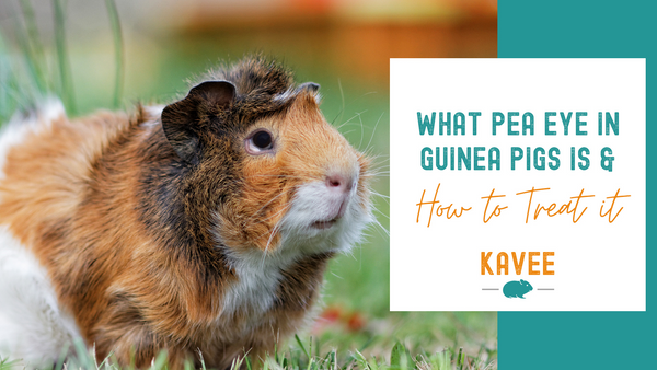 Guide to fatty eye in guinea pigs