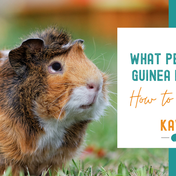 Peas guinea pigs outlet