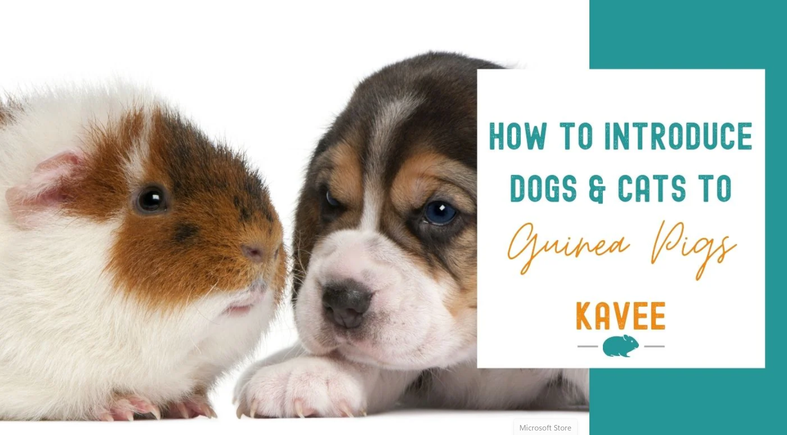 How to introduce dogs and cats to guinea pigs