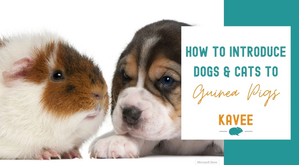 How to introduce dogs and cats to guinea pigs