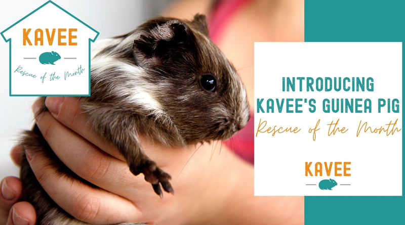 guinea pig rescue of the month event kavee blog usa