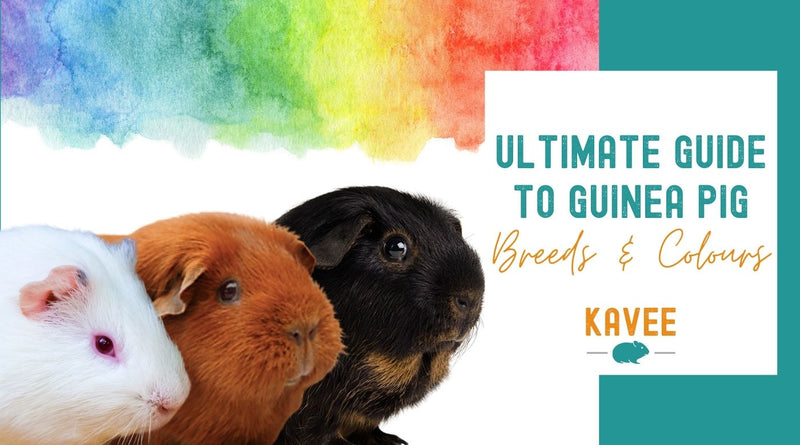 Ultimate Guide to Guinea Pig Breeds and Colours