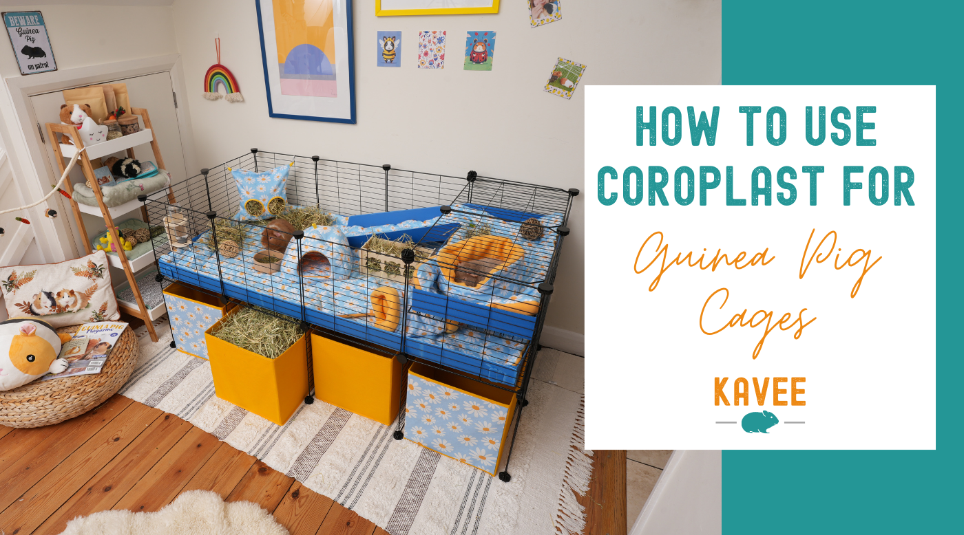 How to Use Coroplast for Guinea Pig Cages