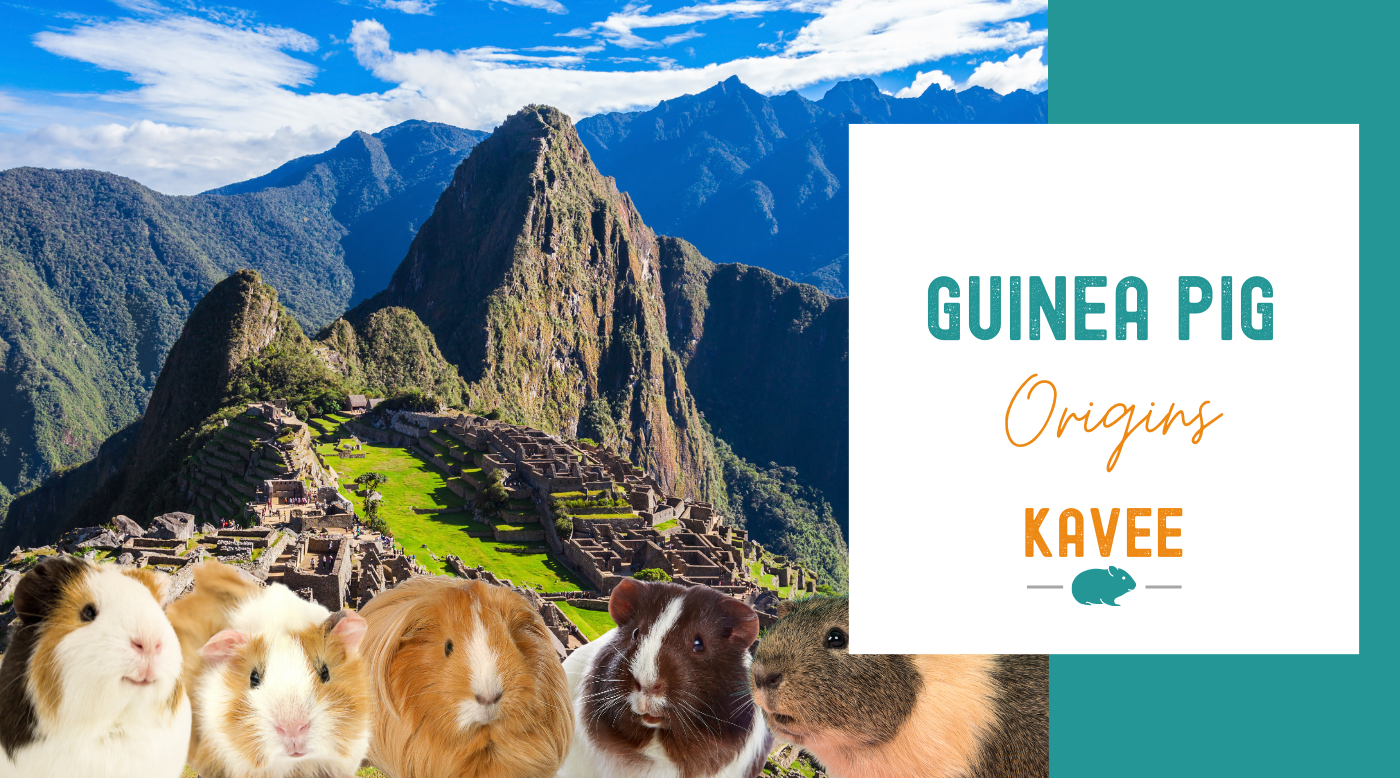 The History of Guinea Pigs