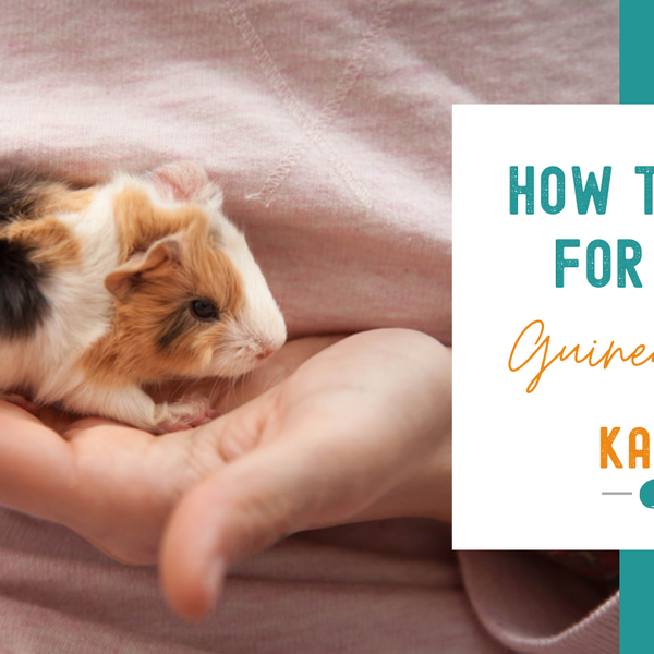How to Care for Baby Guinea Pigs