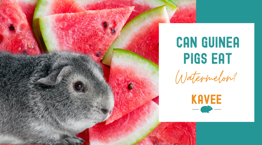 Can Guinea Pigs Eat Watermelon Kavee