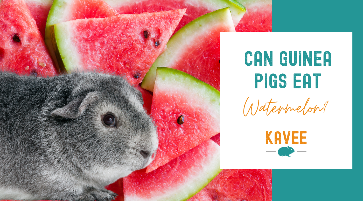 Can Guinea Pigs Eat Watermelon?