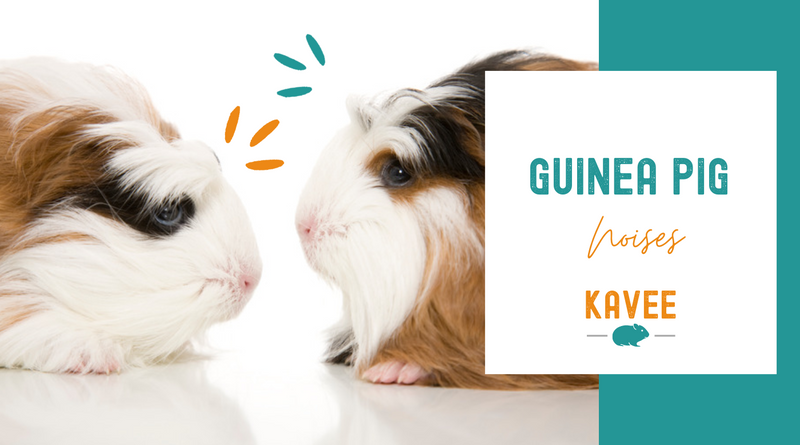 Two guinea pigs making noises to each other.